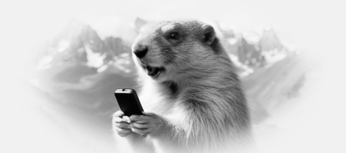 A Marmot holding a cellphone